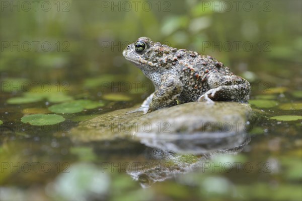 Natterjack toad (Bufo calamita)