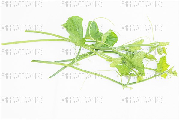 Pumpkin vine with tendril isolated on white