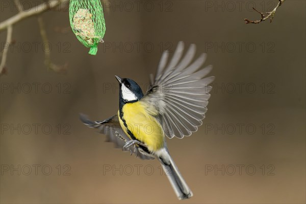 Great tit (Parus major) flies at a titmouse dumpling