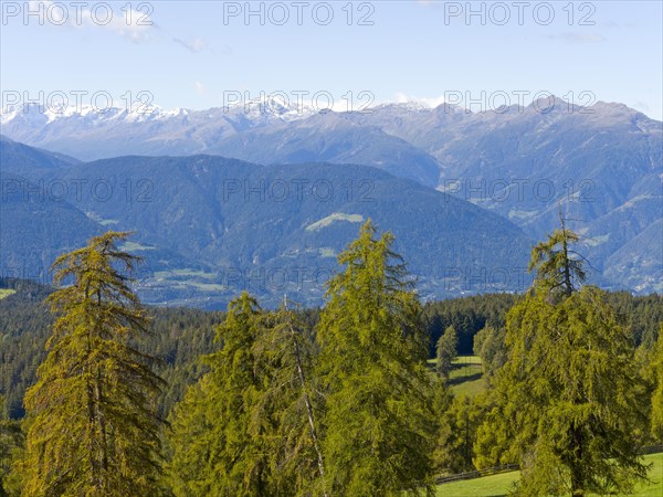 Larch meadows on the Salten