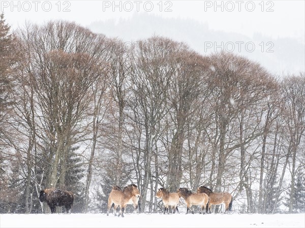 American bisons (Bos bison) and przewalski's horses (Equus przewalskii) during snowfall in winter