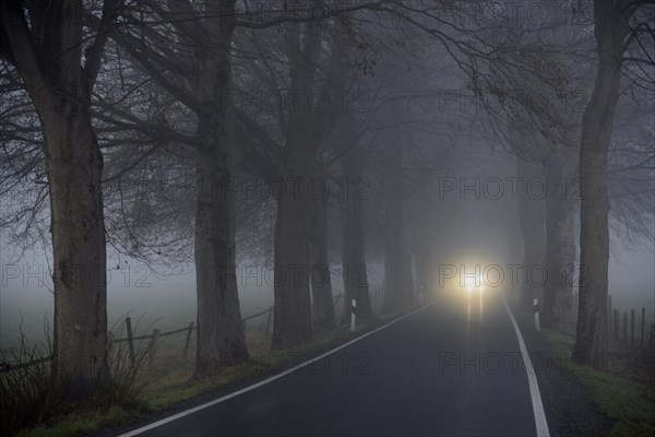 Avenue of trees in early morning fog