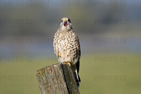 Common kestrel (Falco tinnunculus)