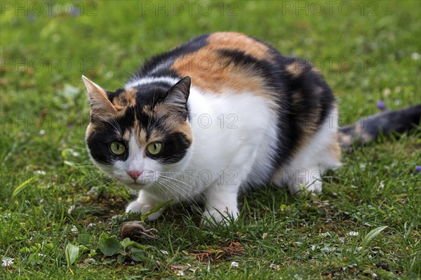 European shorthair