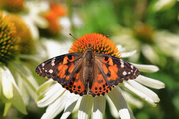 Painted lady (Vanessa cardui) on a white coneflower (Echinacea purpurea)