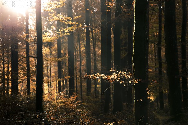 Afternoon sun in the beech forest near Liggeringen