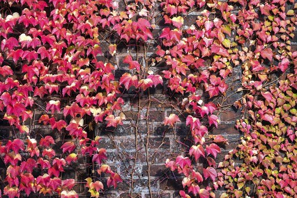 Wild vine (Parthenocissus tricuspidata)