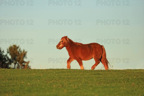 Horse (Equus)