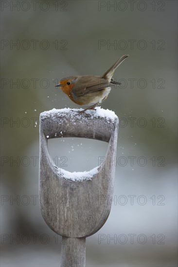 European robin (Erithacus rubecula) adult bird on a snow covered garden fork handle