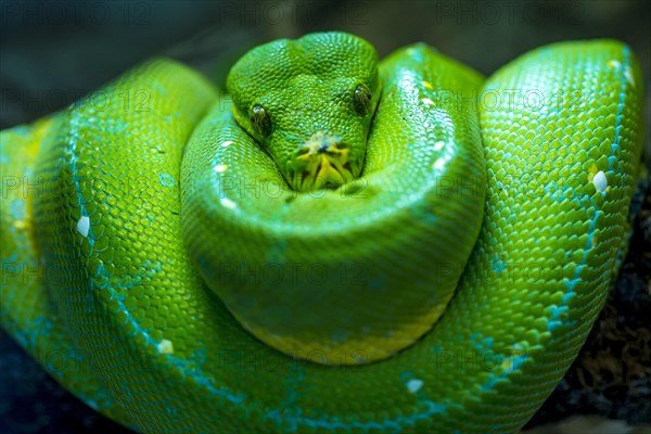 Green boomslang (Dispholidus typus)