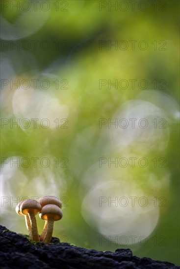 Sulphur tuft (Hypholoma fasciculare)