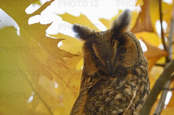 Long-eared owl (Asio otus)