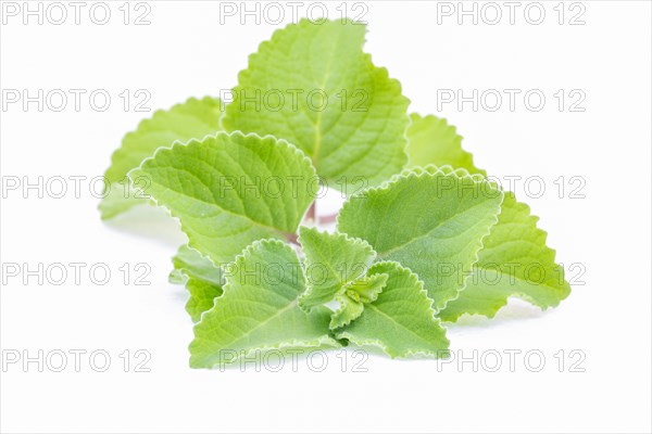 Panikoorka (Plectranthus Amboinicus) plant isolated on white background