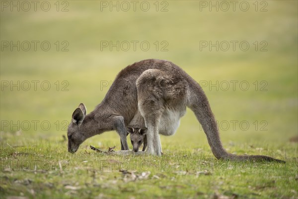 Eastern grey kangaroo (Macropus giganteus) adult female with a juvenile baby joey in it's pouch