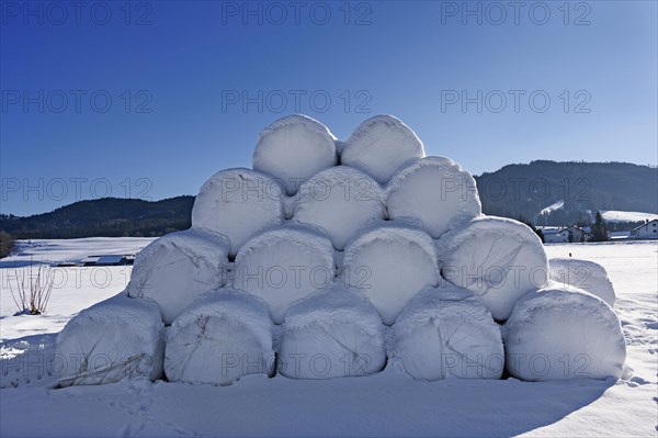 Snow-covered silage bales near Nellenbruck