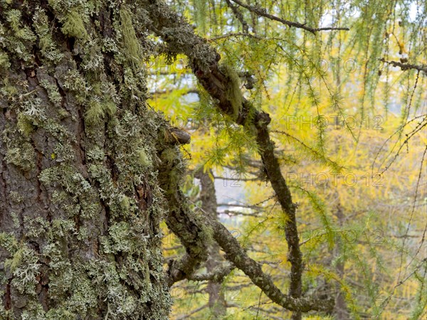 Lichens on a european larch (Larix decidua)