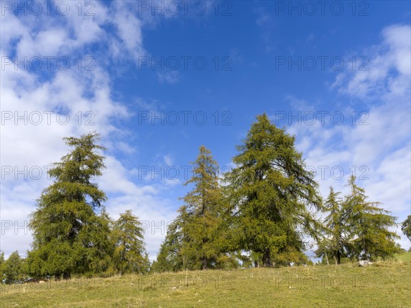 Larch meadows on the Salten