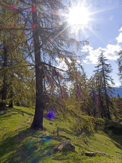 Larch meadows on the Salten