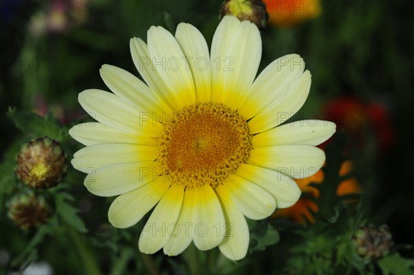 Flower of the golden marguerite (Anthemis tinctoria)