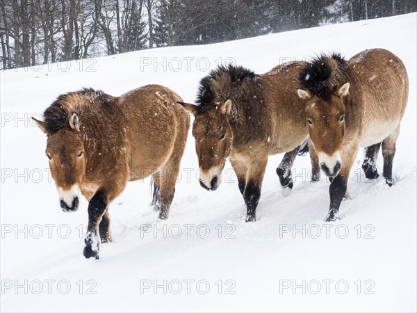 Przewalski's horses (Equus przewalskii) during snowfall in winter