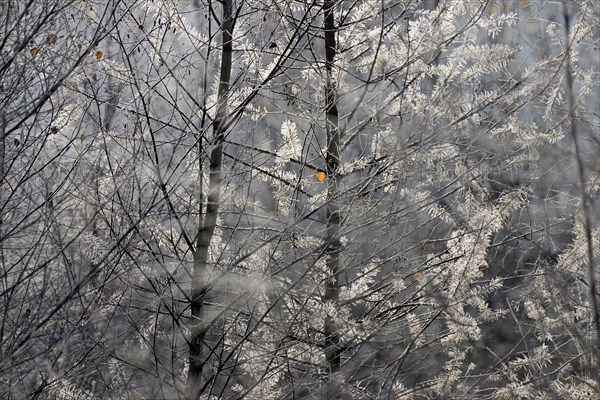 European larch (Larix decidua)