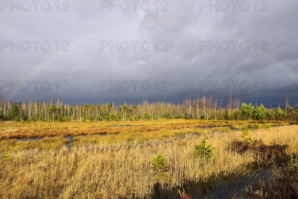 Autumn storm with rainbow in moor landscape