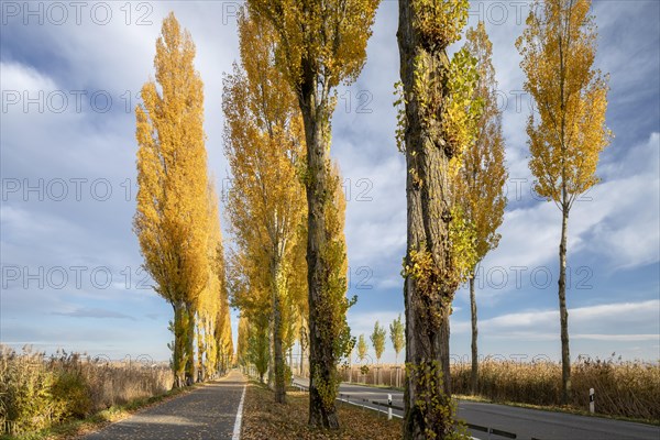 Colourful autumn leaves in the afternoon on the avenue to Reichenau Island