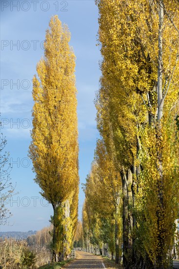 Colourful autumn leaves in the afternoon on the avenue to Reichenau Island