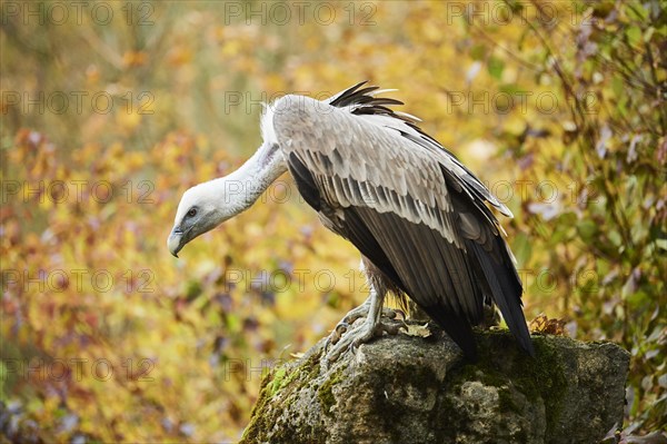 Griffon vulture (Gyps fulvus) standing on a rock
