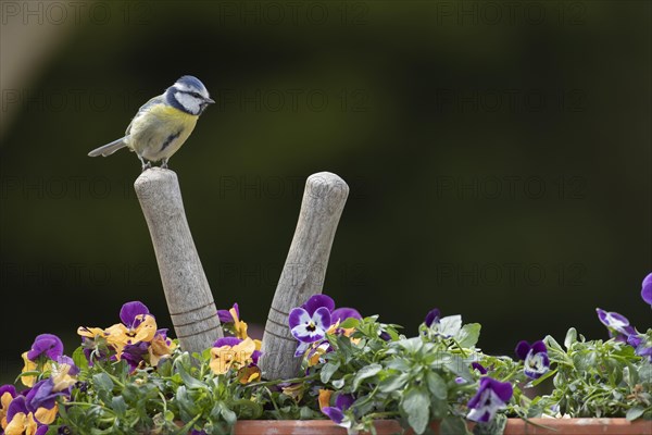 Blue tit (Cyanistes Caeruleus) adult bird on a garden shears handle