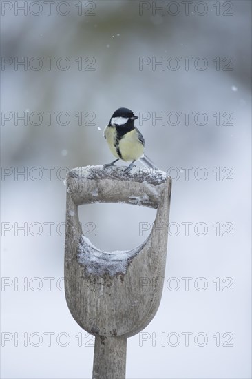 Great tit (Parus major)