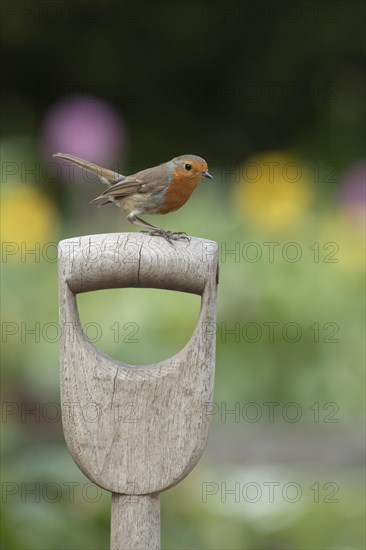 European robin (Erithacus rubecula) adult bird on a garden fork handle