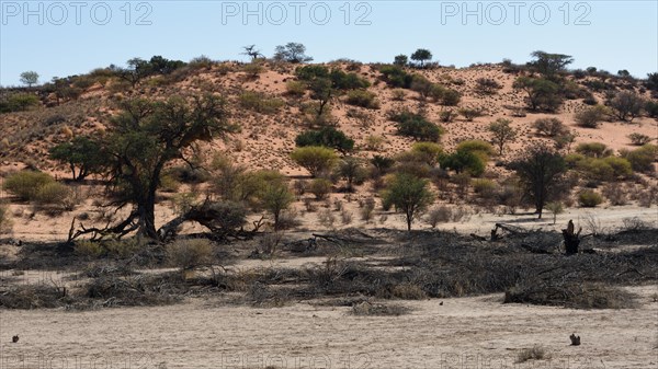 Timber collection in the Auob Riverbed
