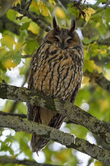 Long-eared owl (Asio otus)