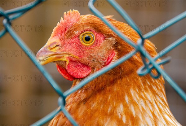 Chicken fenced in because bird flu