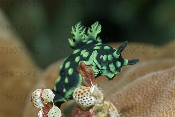 Variable neon slug (Nembrotha kubaryana)