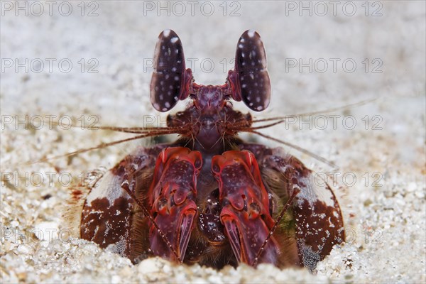 Spear mantis shrimp (Lysiosquillina lisa)