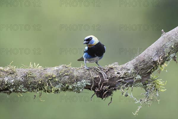 Golden-hooded tanager (Tangara larvata) sitting on branch