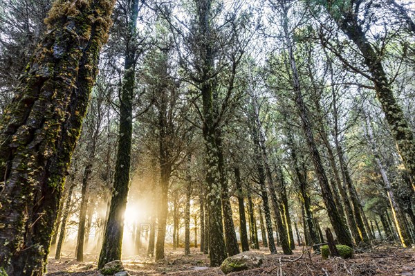 Beautiful sun rays lightening trees covered with moss in the foggy forest