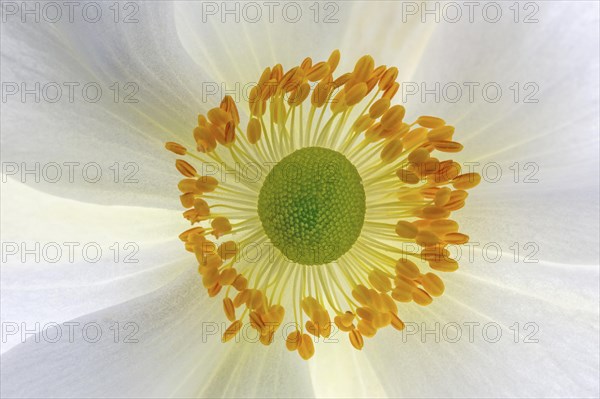 White chinese anemones (Anemone hupehensis)