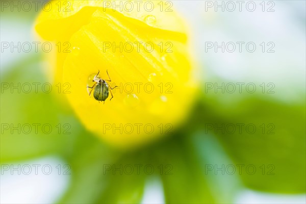 Aphid (Aphidoidea) on the flower of the winter aconite (Eranthis hyemalis)