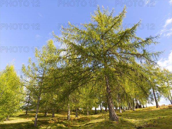 Larch meadows on the Salten