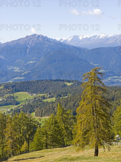 Larch meadows on the Salten