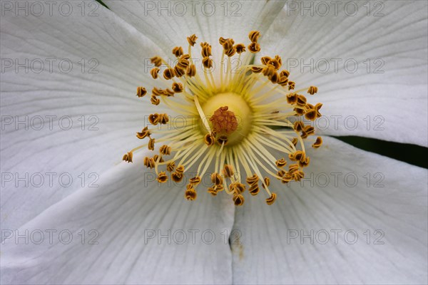 Dog rose (Rosa canina) Pistil View