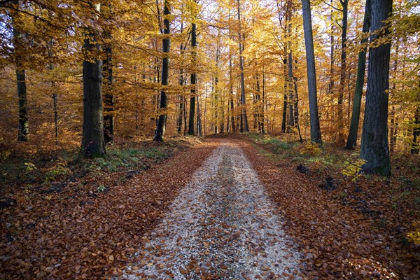 Afternoon sun in the beech forest near Liggeringen