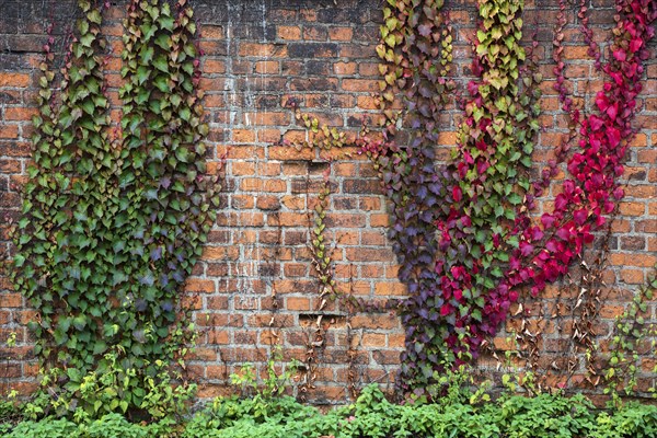 Wild vine (Parthenocissus tricuspidata)