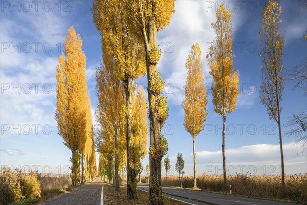 Colourful autumn leaves in the afternoon on the avenue to Reichenau Island