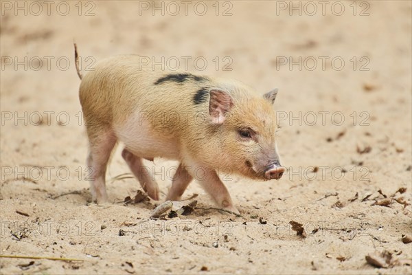 Vietnamese Pot-bellied piglets