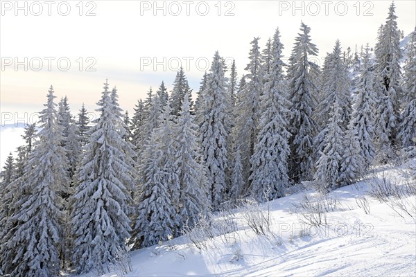 Snowy landscape