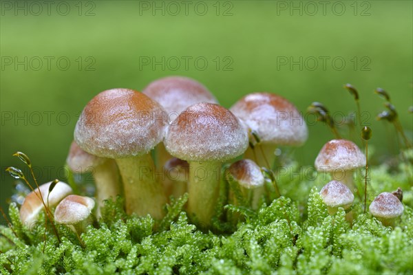 Sulphur tuft (Hypholoma fasciculare)